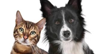 Ironwood Apartments in Tucson, AZ - ForRent.com