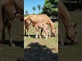 Na calmaria da manhã, a égua trouxe ao mundo seu potrinho. #fypyoutube #fypage #viral