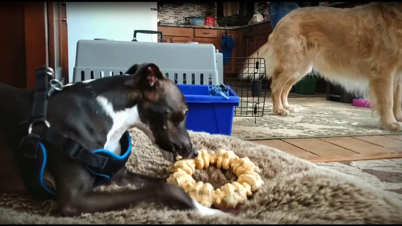 Italian Greyhound Zoomies YouTube