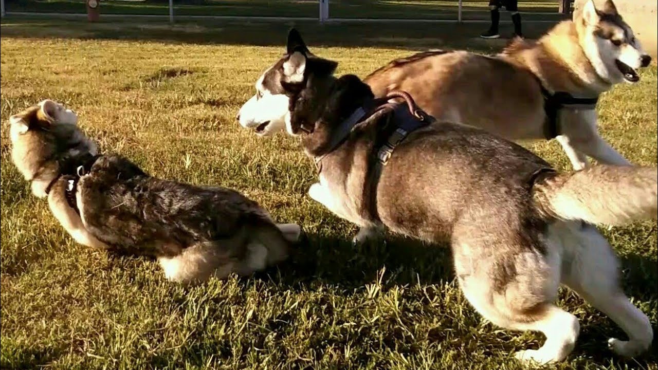 Air Horn Blast Stops Aggressive Huskies At Dog Park YouTube