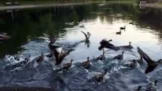 Ducks vs squirrel