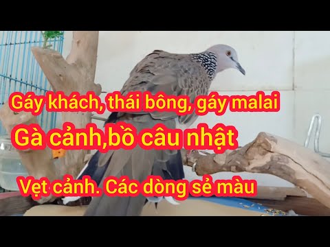 08/03/2026 nay em về gà cảnh rosecom, serama, gáy các loại thái malai, bồ câu chim thanh lý, chimavi