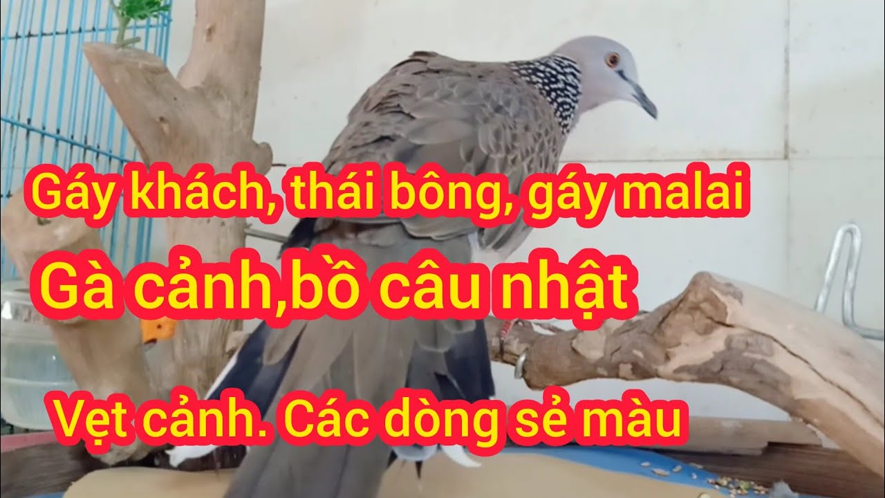 08/03/2026 nay em về gà cảnh rosecom, serama, gáy các loại thái malai, bồ câu chim thanh lý, chimavi