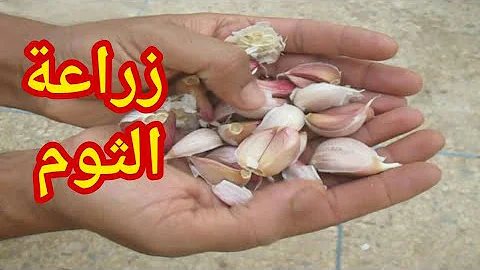 طريقة زراعة الثوم في البيت بطريقة سهلة