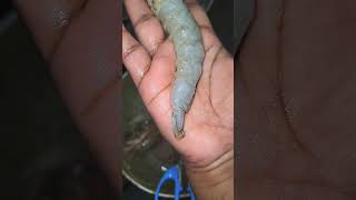 Pearl Apot Fish And Big Orawns Peaceful Cleaning