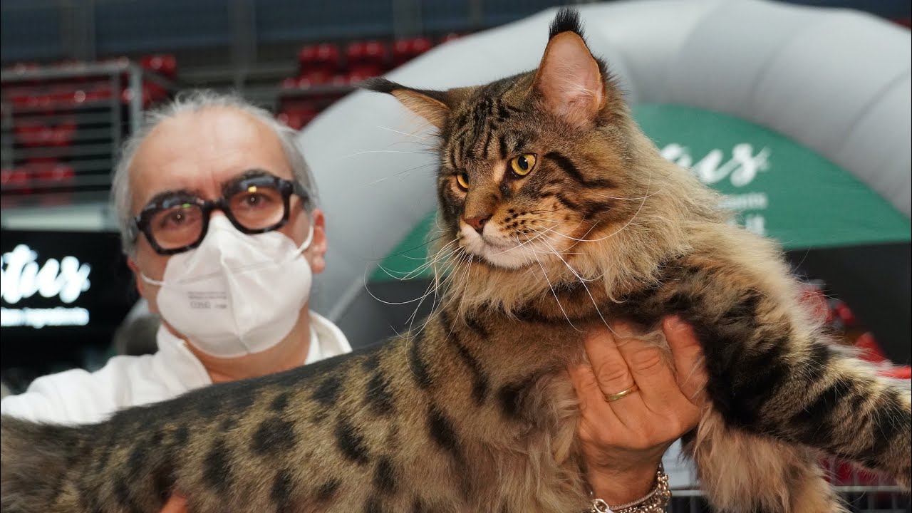 Main Coon BRIVIDO COSMICO - MOSTRA FELINA RDS STADIUM
