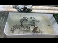 ミルキーフロッグの産卵風景 Amazon Milk Frog Spawning