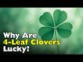 Why Are Four-Leaf Clovers Considered Good Luck? [ID0722]