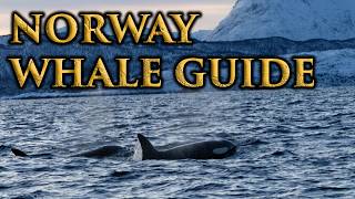 Whale Watching in Norway: Up Close and Personal (And How You Can Do It Too!)