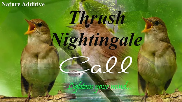 🎶 Thrush Nightingale Song – Nature’s Melodic Masterpiece | Relaxing Bird Sounds #natureadditive