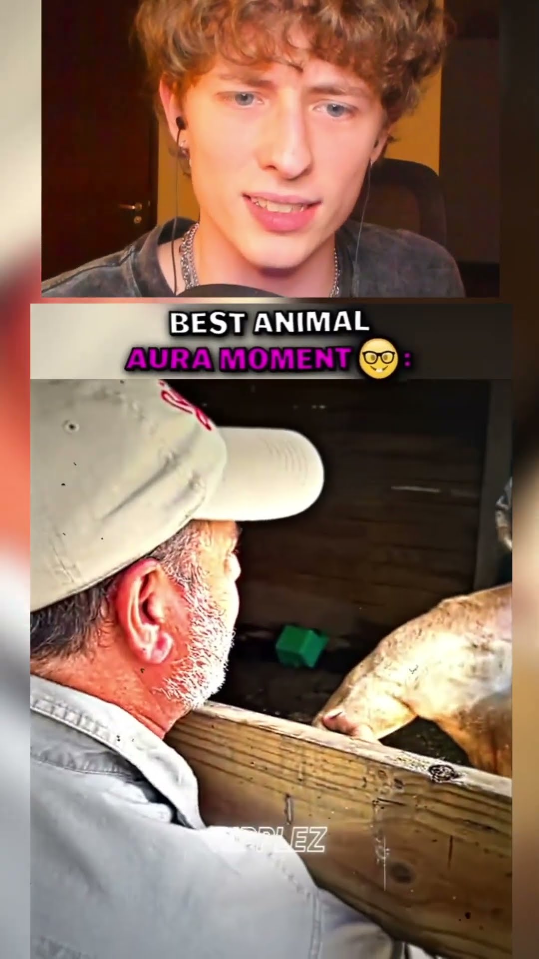 Animales con AURA ?