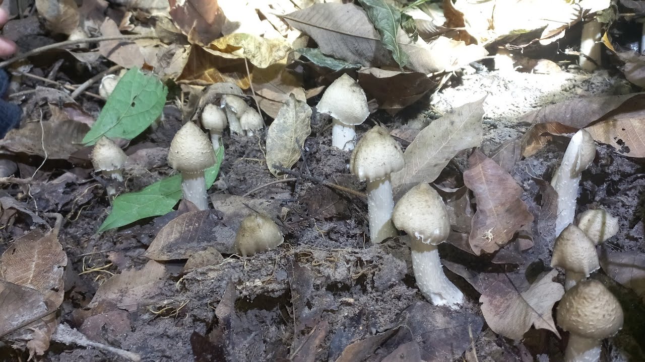 Hai anh em giữa đêm khuya đi tìm Nấm mối gặp được ổ nấm đầu mùa quá đẹp