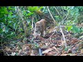 Puma, Jaguarundi and More Wildlife from Pérez Zeledón, Costa Rica