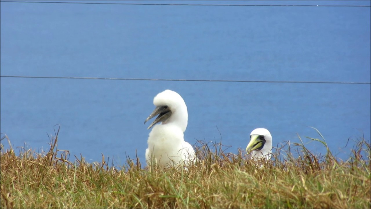 norfolk island bird watching tours