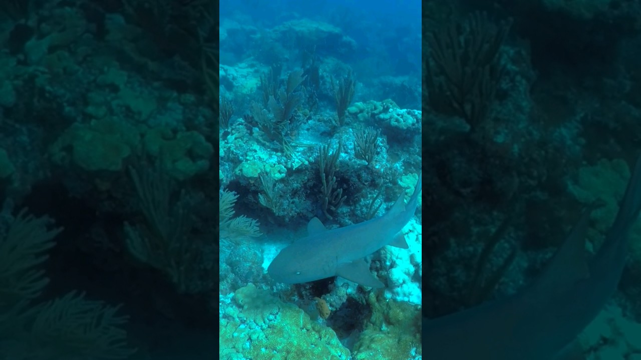 Diver's Paradise — Key Biscayne —Diving into the world of nurse sharks at the stunning Emerald Reef