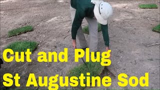 I am laying st augustine grass plugs in the yard. to be more specific,
bought 60 pieces of sod and cut them half threw out areas where ...