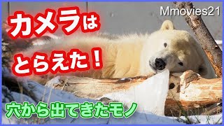 【ホッキョクグマの面白い遊び】穴に通したかったモノとは？ Polar Bear play