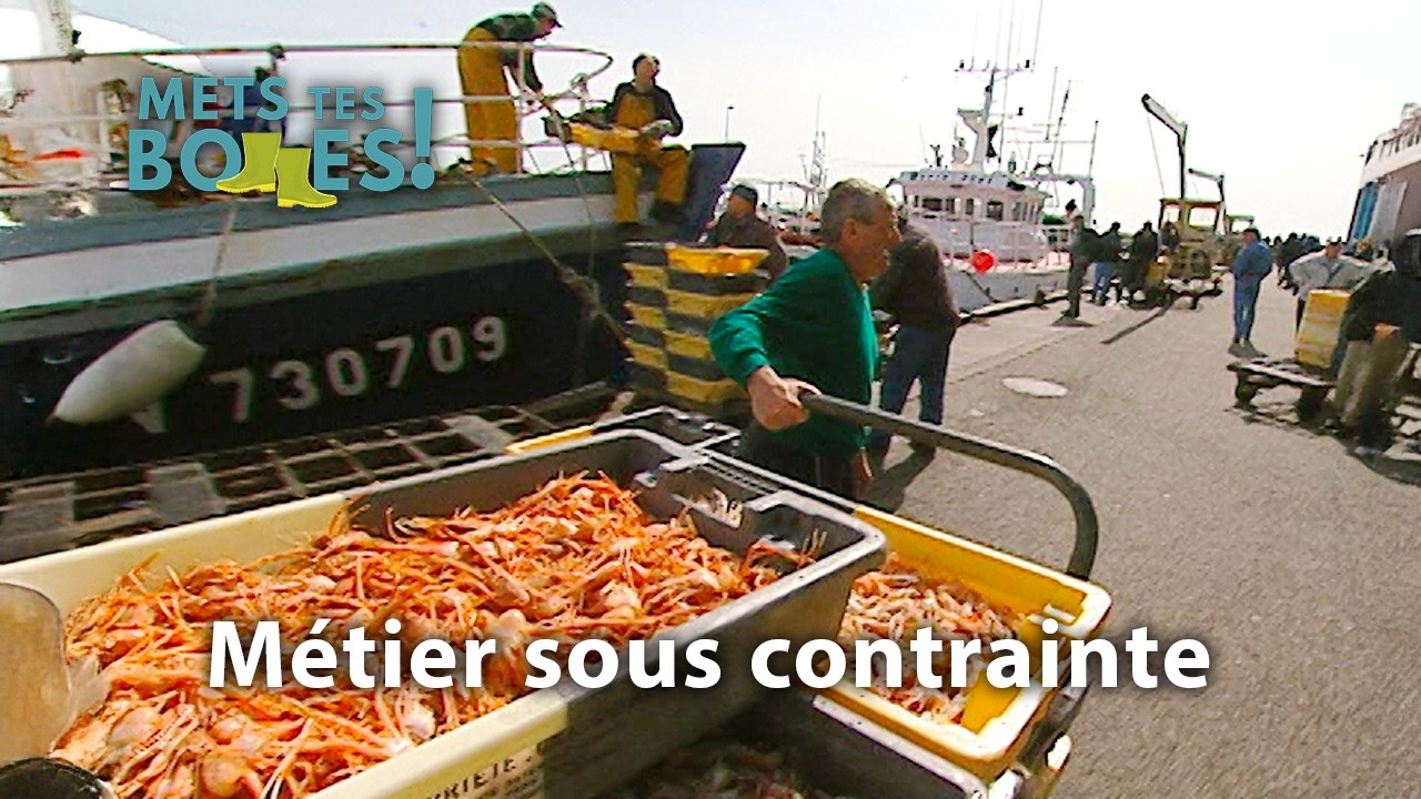 Quotas et contrôles : la pêche à la langoustine au pied du mur