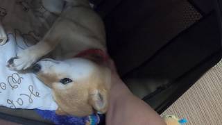 柴犬ヤトを寝かしつけ