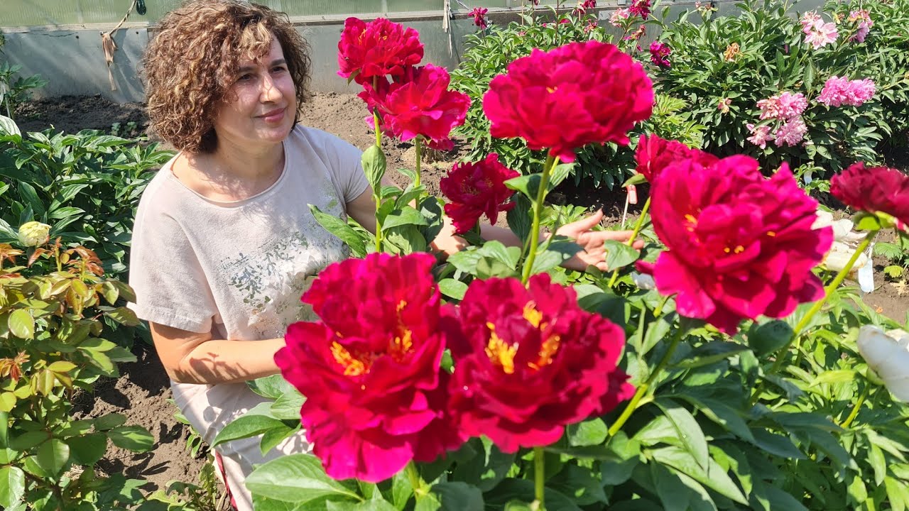 Неймовірне Квітування чарівних півоній Сара Бернар та Олд Фейфулд