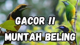 INI MASTERAN YANG ADA CARI - CUCAK CUNGKOK GACOR MUNTAH BELING