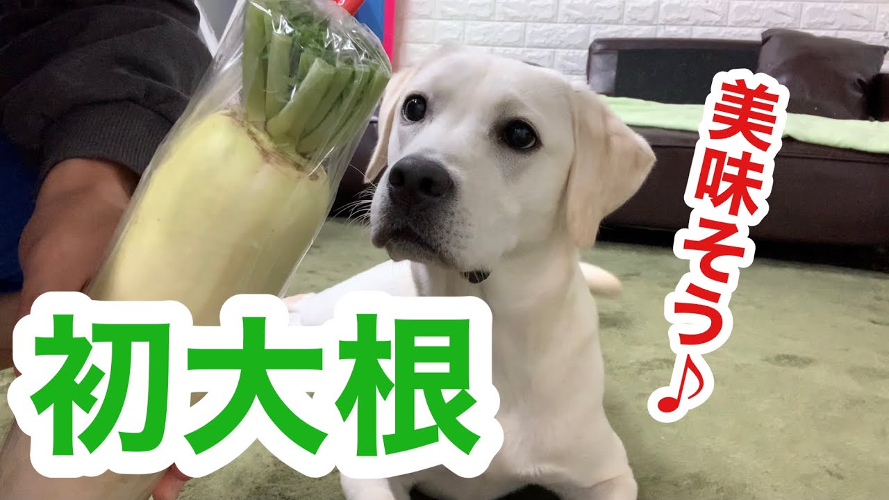 初めて大根を食べる愛犬ラブラドールレトリバーの反応がこちらです Youtube