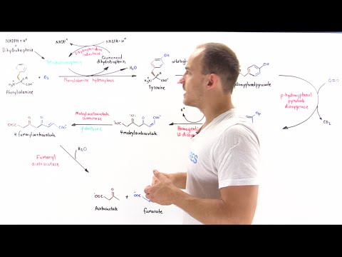 Metabolism of phenylalanine and tyrosine