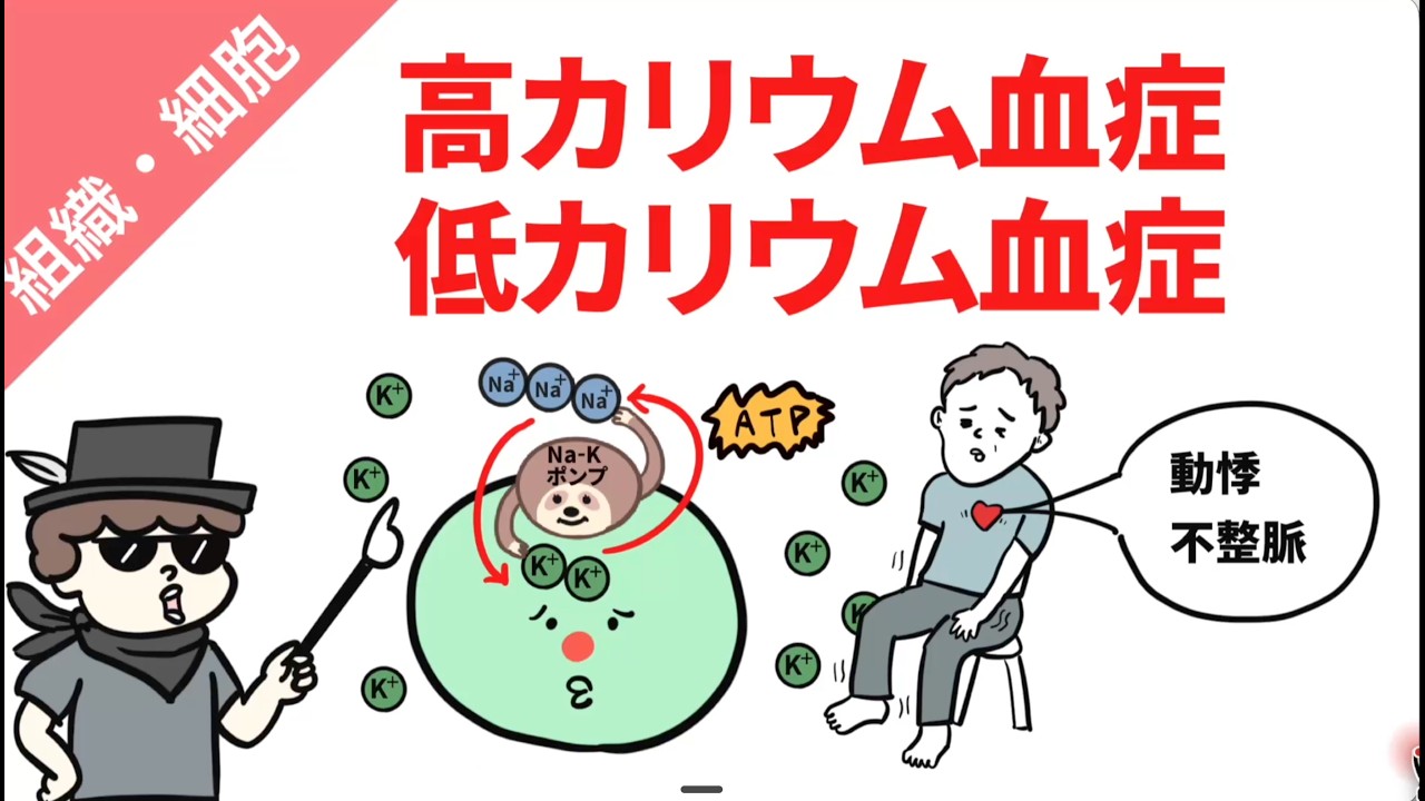 高カリウム血症と低カリウム血症(病態・原因・症状)