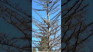 70 yr old man cutting down dead 80 ft tall tree, part 1