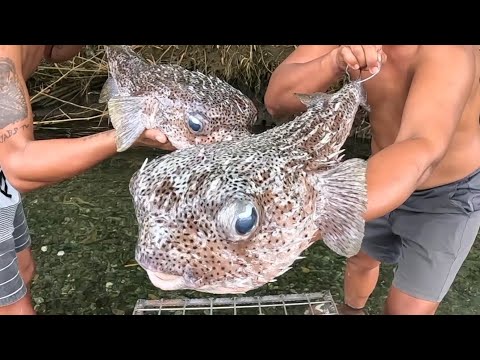 isdang Maraming Tinik Pero Napakasarap Fried Porcupine Fish! 🐡🔥