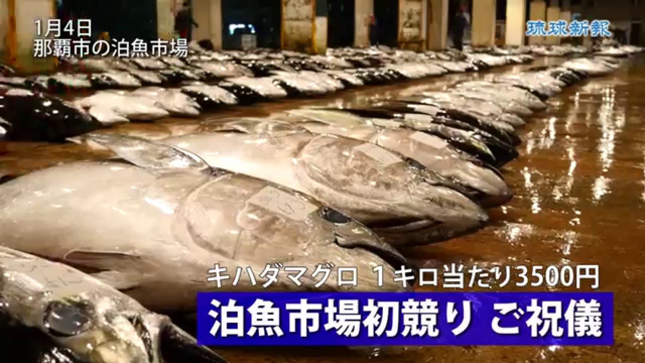 キハダマグロ３５００円 泊魚市場初競りご祝儀 Youtube