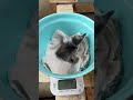 3/18ふ化🐣フンボルトペンギン生後2日目