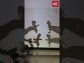 Dancing with hand shadows