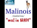 How to Pronounce Belgian Malinois