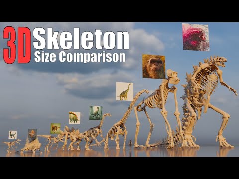 Animal, Dinosaur, and Sea Monster Skeletons 3D Size Comparison: Godzilla Vs Kong