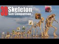 Animal dinosaur and sea monster skeletons 3d size comparison godzilla vs kong