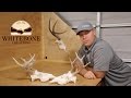 HOW TO CLEAN A WHITETAIL DEER SKULL "GRAPHIC"