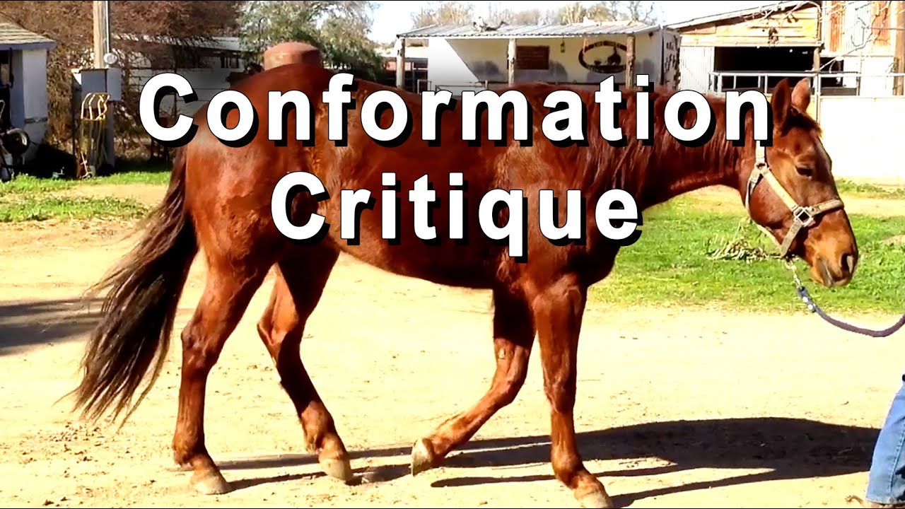 Conformation Critique For Reining & Cutting Horses