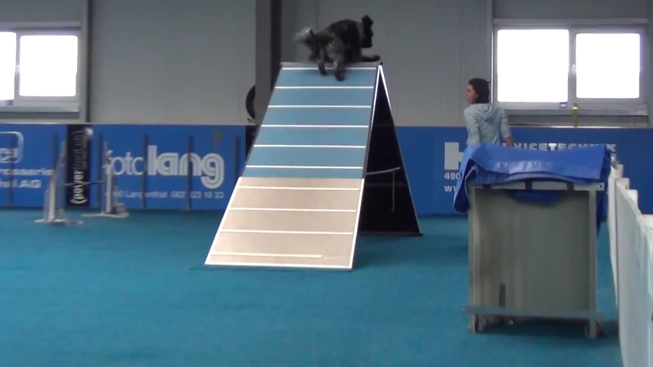 Doppel-Schapendoes-Agility