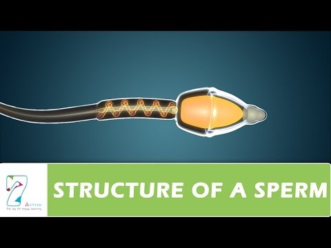 STRUCTURE OF A SPERM