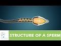 Structure of a sperm