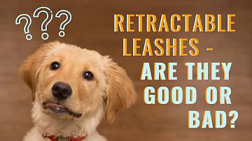 Are extendable leads good for dogs?