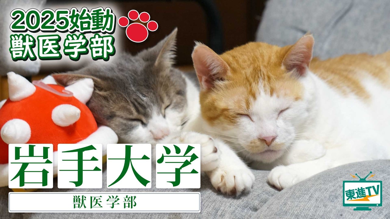 岩手大学獣医学部|2025年4月学部化!新しい獣医学部の魅力って?獣医学生に求められるものは?