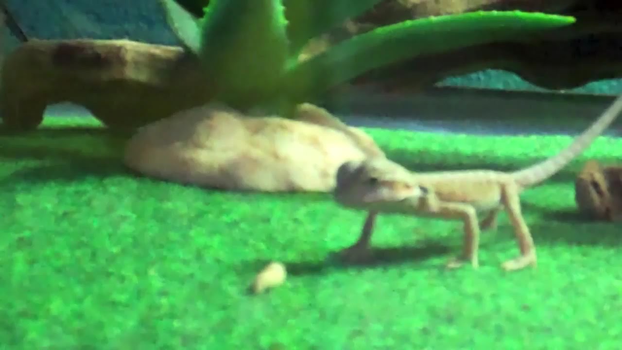 download wax worms for bearded dragons