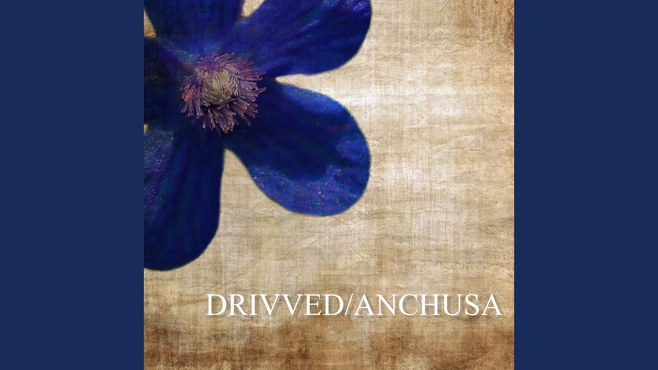 Anchusa