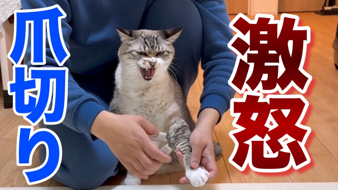猫の爪切りしたら反応が全員違った…怒る猫・逃げる猫・我慢する猫