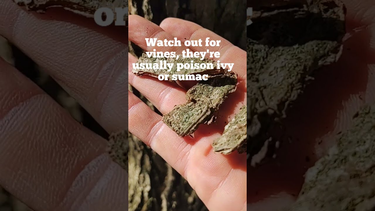 White Oak Bark Part 2 How To Harvest And Use - Herbs Made Easy with The Herb Guy