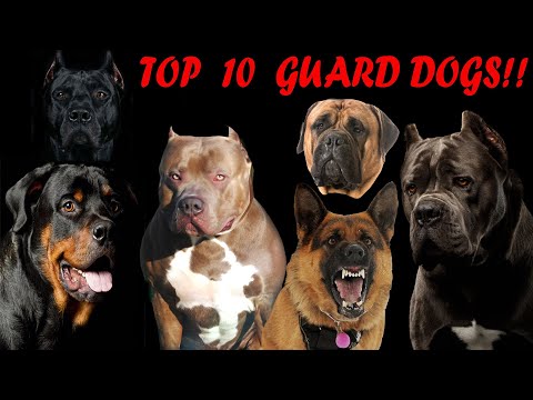Video: Cele 10 rase de câini de protecție