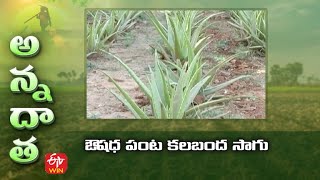 ఔషధ పంట కలబంద సాగు | Cultivation tips for medicinal plant Aloevera | ETV Telugu