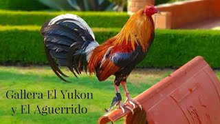 Visitando La Gallera El Yukon y El Aguerrido De Los Señores Bastida  !!!